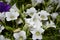 Petunia hybrida in two colors