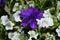 Petunia hybrida in two colors