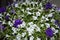 Petunia hybrida in two colors