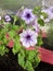 Petunia with lilac flowers grows in a pink container