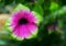 Petunia Lime Light flower