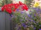 Petunia and Lobelia flowers blooming in flowerpot at balcony