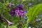 Petunia and lobelia flowers, plantain and nettle leaves. Nature in summer