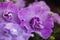 Petunia multi-flowered terry flower close up view