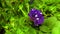 Petunia Night sky flower opening