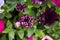 Petunia Night Sky, purple, pink, white, red, violet spotted flowers in a display of mixed petunias Petunia with hybrids