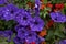 Petunia Night Sky, purple, pink, white, red, violet spotted flowers in a display of mixed petunias Petunia with hybrids