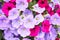 Petunia Night Sky, purple, pink, white, red, violet spotted flowers in a display of mixed petunias Petunia with hybrids