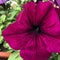 Petunia petun - tobacco is genus of herbaceous or semi-shrub perennial plants of Solanaceae family. Blooming pink garden flowers