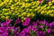 Petunia, Petunia atkinsiana. Flower beds