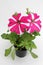 Petunia. Petunia flower on white background. Floral pattern. Petunia flower. Petunia is a plant of the nightshade family