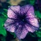 Petunia Petunia lat. Petunia is a perennial or annual, herbaceous or semi-shrubby flowering plant that belongs to the dicotyle