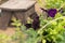 Petunia: Petunia seedlings grow in a black seedling plastic pot in a greenhouse. Petunia planting. Black petunia