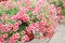 Petunia ,Petunias in the tray,Petunia in the pot, Mixed color petunia, pink and red shade