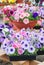 Petunia, Petunias in the tray,Petunia in the pot, multi-color flowers