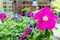 Petunia pink flowers in a street cafe