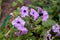 Petunia plant with lilac flowers