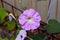 Petunia plant with lilac flowers