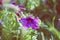 Petunia planted in a pot in the garden. Potted flowers of petunia. Purple petunia flowers in a pot on the window.