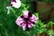 Petunia planted in a pot in the garden. Potted flowers of petunia. Purple petunia flowers in a pot on the window