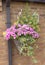 Petunia plants in a cone wicker hanging basket attatched to a wa