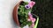 Petunia plants with pink and purple flowers being watered with a green watering can