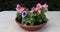 Petunia plants with pink and purple flowers being watered with a green watering can