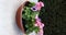 Petunia plants with pink and purple flowers in a Mexican clay pot used as flower pots