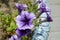 Petunia Pleasantly Blue Fusables. Large lilac petunia flower Petunia Grandiflora, Daddy petunia.