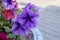 Petunia Pleasantly Blue Fusables. Large lilac petunia flower Petunia Grandiflora, Daddy petunia.