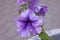 Petunia Pleasantly Blue Fusables. Large lilac petunia flower Petunia Grandiflora, Daddy petunia.