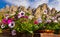 Petunia in a pot against the beautiful view Alpine mountains on a Sunny summer day. Passo Giau with Mount Gusela on the