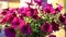 Petunia in the Pot. Close-up. Sunny evening light. Pedestal up. Petunia Flower.