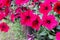 Petunia in the pot. Flowerbed with multicoloured image full of colourful petunia hybrida. Plant flower in the garden. Summer bloss