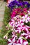 Petunia in the pot. Flowerbed with multicoloured image full of colourful petunia hybrida. Plant flower in the garden. Summer bloss