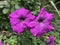 Petunia purple Colour flower