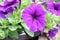 Petunia purple Flower