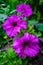 Petunia purple flowers, abstract background with flowering plant