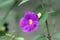 Petunia `Purple Velvet` flower