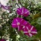 Petunia purple with white stripe with green leaves