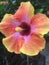 Petunia rainbow color flower