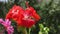 Petunia Red Flowers in Wind