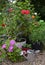 Petunia and rose flowers in pots with blooming ranunculus in the garden