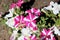 Petunia Rose Star, Petunia atkinsoniana `Ultra Rose Star