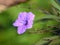 Petunia, Ruellia brittoniana purple flower
