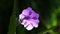 Petunia, Ruellia brittoniana purple flower fine art photography