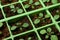 Petunia seedlings in the cell tray (macro)