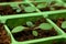 Petunia seedlings in the cell tray (macro)