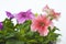 Petunia seedlings. Closeup.