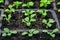 Petunia seedlings in plastic pots. Close-up view